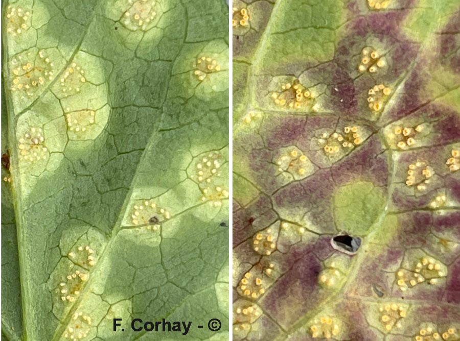 Puccinia convolvuli